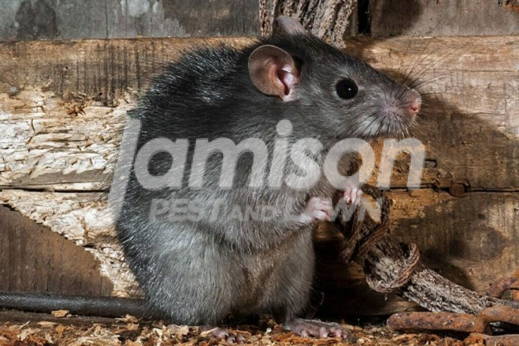 Norway rat deals