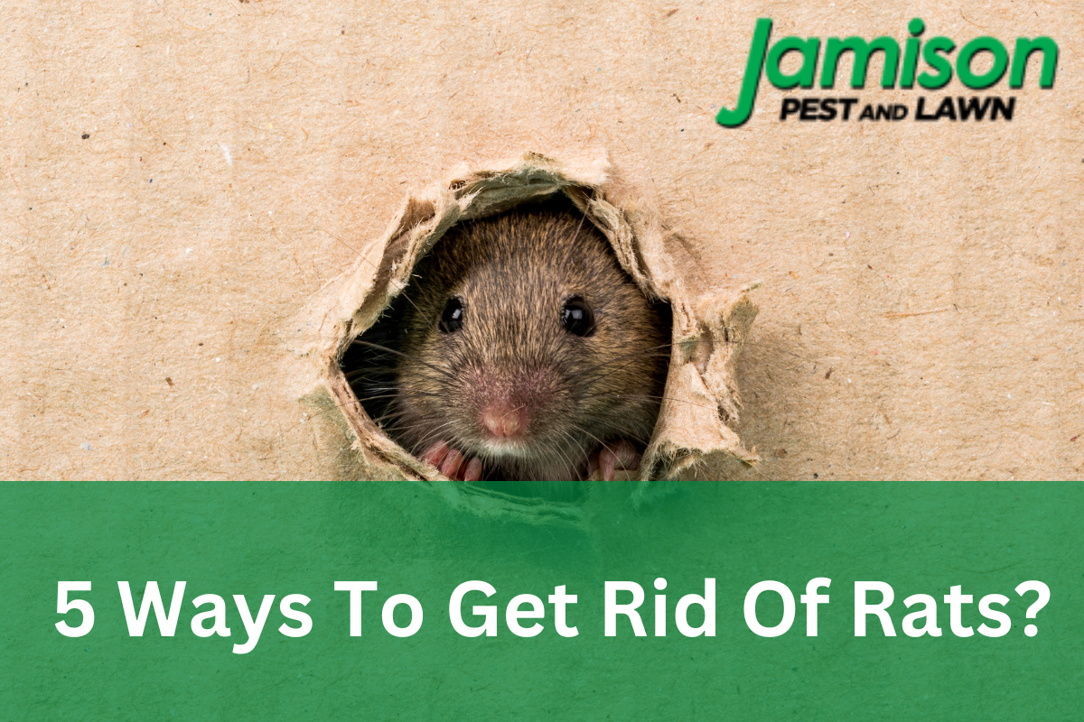 How to Get Rid of Rats Outside