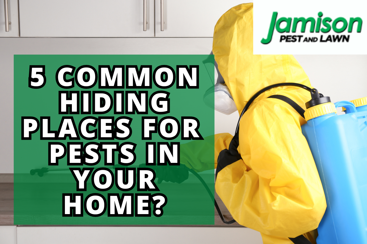 The Most Common Spots for Finding Pests in Homes