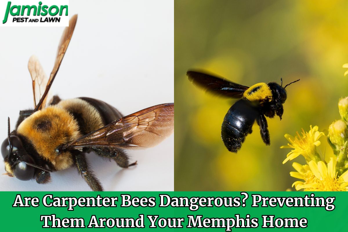Are Carpenter Bees Dangerous? Preventing Them Around Your Memphis Home