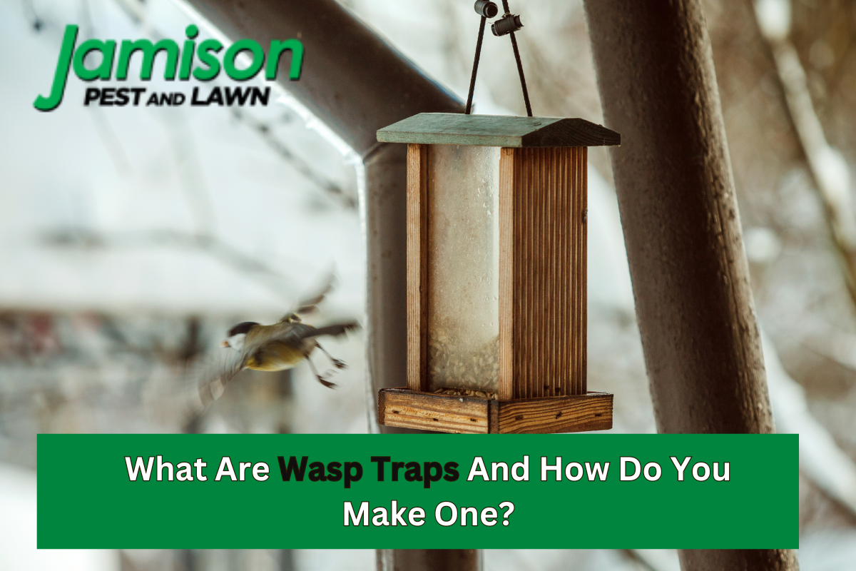 What Are Wasp Traps And How Do You Make One?