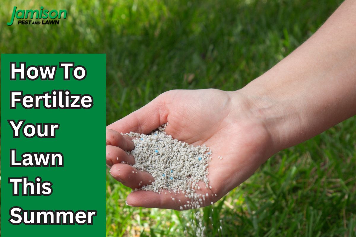 How To Fertilize Your Lawn This Summer