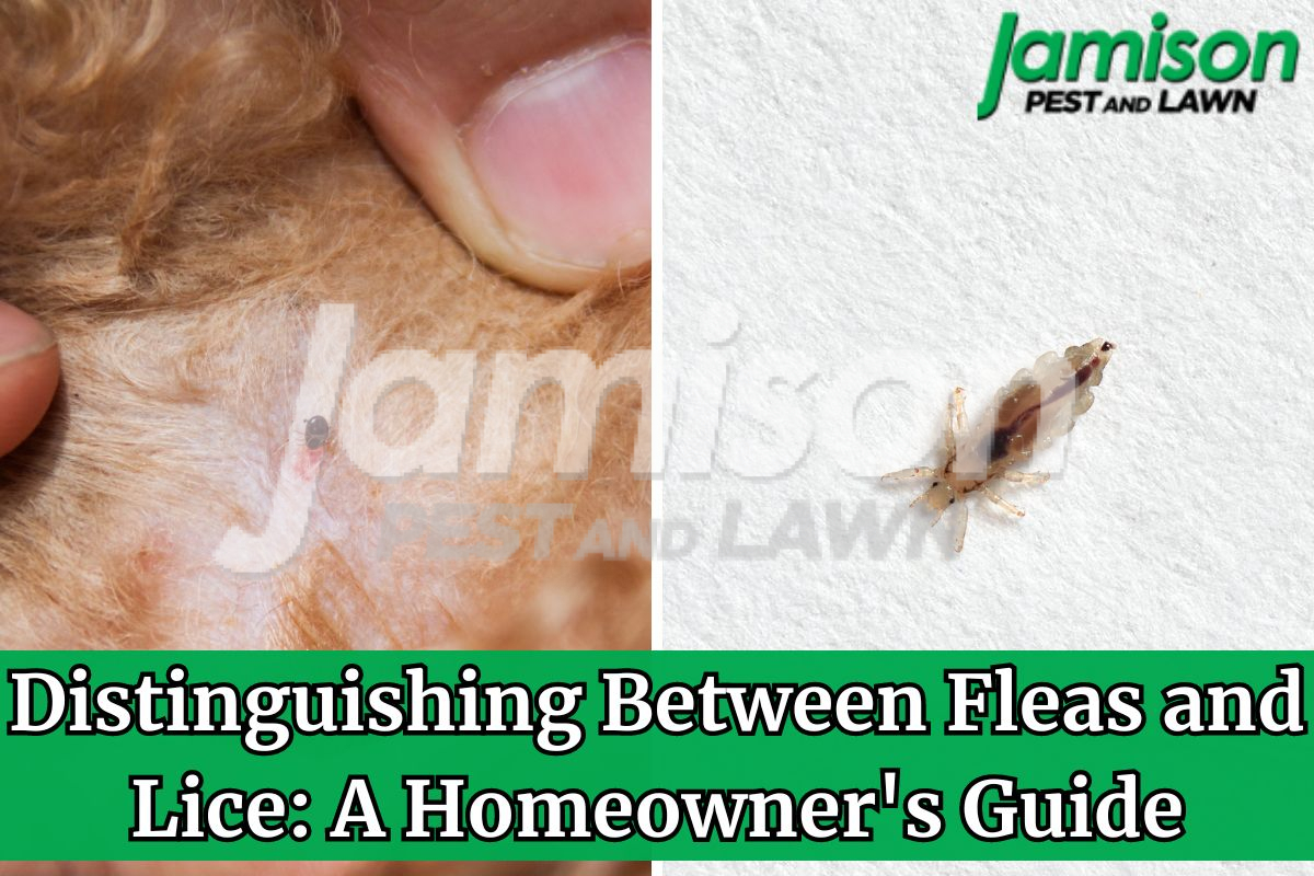 Distinguishing Between Fleas And Lice A Homeowner s Guide