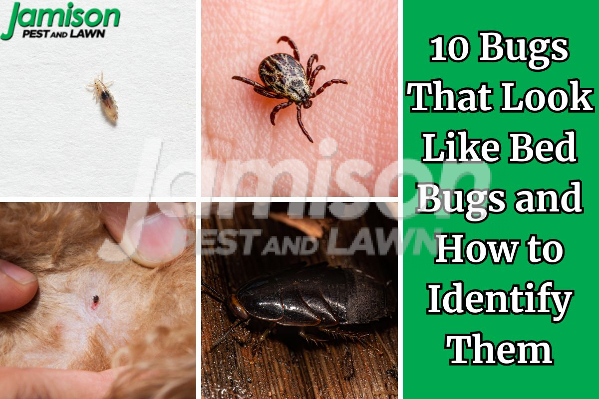 10 Bugs That Look Like Bed Bugs and How to Identify Them