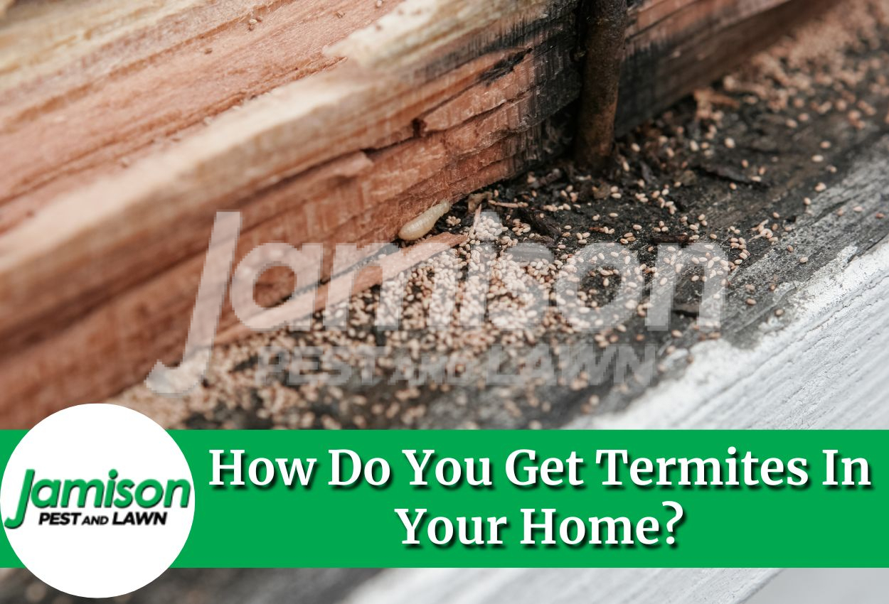 How Do You Get Termites In Your Home?